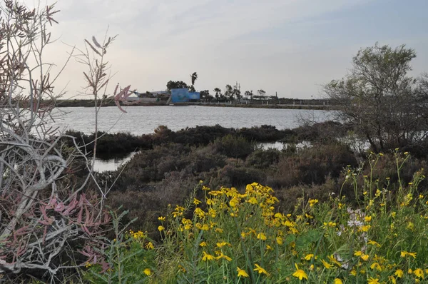 Kıbrıs'ta güzel doğal Sulak Limasol Tuz Gölü manzara