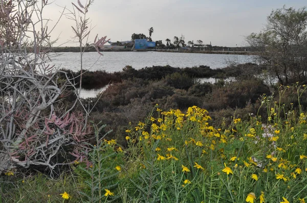 Kıbrıs'ta güzel doğal Sulak Limasol Tuz Gölü manzara