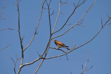 Güzel kuşlar doğal ortamda Ortak kerkenez