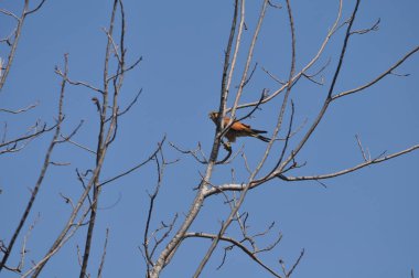 Güzel kuşlar doğal ortamda Ortak kerkenez