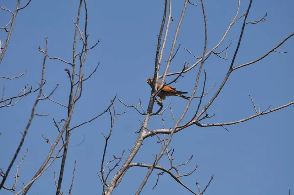 Beautiful Birds Common Kestrel Natural Environment — Stock Photo, Image