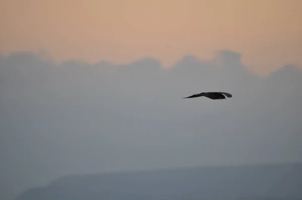 Bellissimi Uccelli Falco Eleonorae Nell Ambiente Naturale — Foto Stock