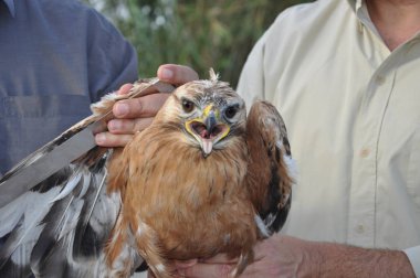 Doğal ortamda güzel kuşlar Bonelli kartal