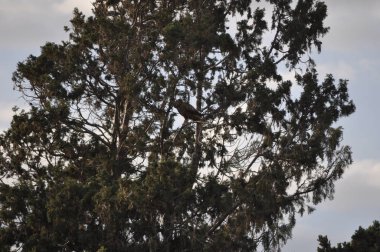 Doğal ortamda güzel kuşlar Bonelli kartal