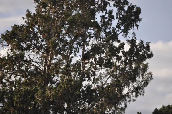 Las Bellas Aves Bonelli Águila Entorno Natural — Foto de Stock