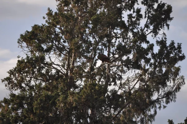 Beautiful Birds Bonelli Eagle Natural Environment — Stock Photo, Image