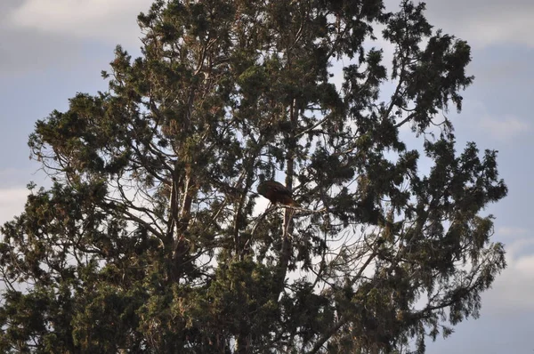 Beautiful Birds Bonelli Eagle Natural Environment — Stock Photo, Image