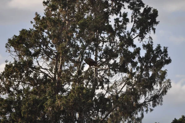 Las Bellas Aves Bonelli Águila Entorno Natural — Foto de Stock
