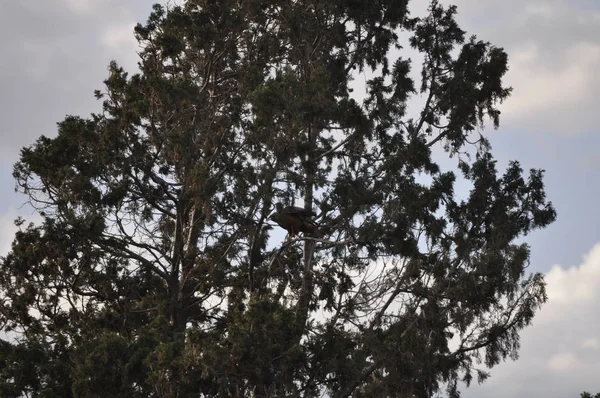 Όμορφα Πουλιά Bonelli Αετός Στο Φυσικό Περιβάλλον — Φωτογραφία Αρχείου