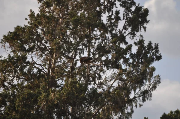 Prachtige Vogels Bonelli Eagle Natuurlijke Omgeving — Stockfoto