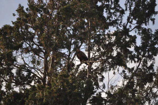 환경에서 아름다운 보넬리 독수리 — 스톡 사진