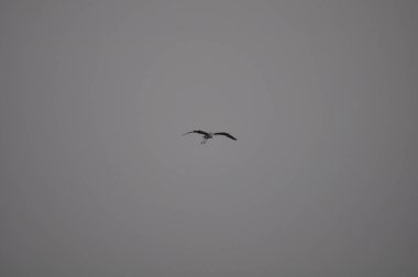 Doğal ortamda güzel kuşlar gri balıkçıl