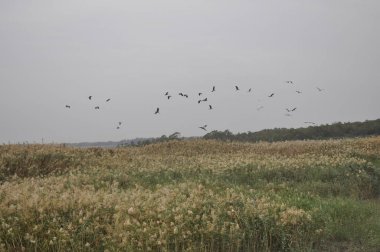 Doğal ortamda güzel kuşlar gri balıkçıl