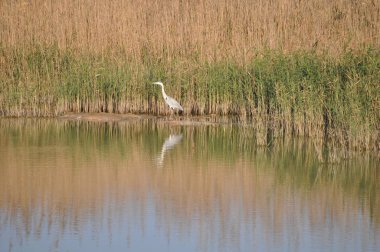 Doğal ortamda güzel kuşlar gri balıkçıl
