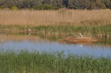 Doğal ortamda güzel kuşlar gri balıkçıl