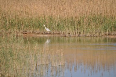 Doğal ortamda güzel kuşlar gri balıkçıl