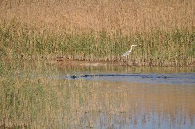 Doğal ortamda güzel kuşlar gri balıkçıl
