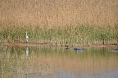 Doğal ortamda güzel kuşlar gri balıkçıl