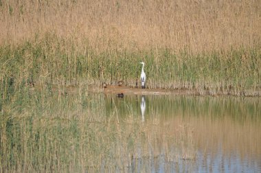 Doğal ortamda güzel kuşlar gri balıkçıl