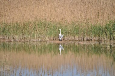 Doğal ortamda güzel kuşlar gri balıkçıl