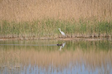 Doğal ortamda güzel kuşlar gri balıkçıl