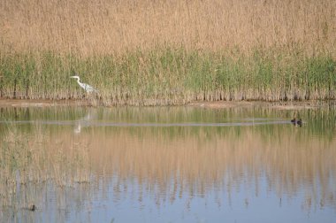 Doğal ortamda güzel kuşlar gri balıkçıl