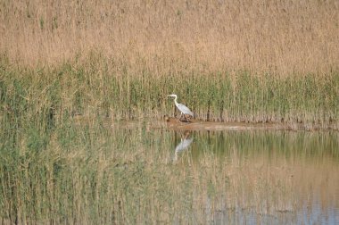 Doğal ortamda güzel kuşlar gri balıkçıl