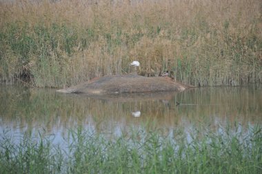 Doğal ortamda güzel kuşlar gri balıkçıl