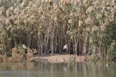 Doğal ortamda güzel kuşlar gri balıkçıl