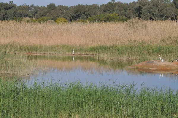 Doğal ortamda güzel kuşlar gri balıkçıl