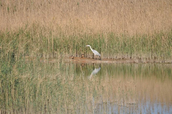 Doğal ortamda güzel kuşlar gri balıkçıl