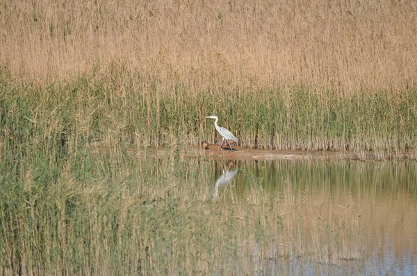 Doğal ortamda güzel kuşlar gri balıkçıl