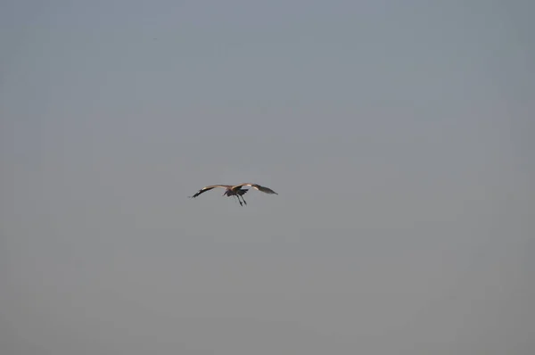 Belas Aves Garça Cinzenta Ambiente Natural — Fotografia de Stock