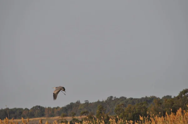 Beautiful Birds Grey Heron Natural Environment — Stock Photo, Image