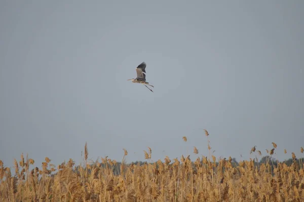Красиві Птахи Сірий Чапля Природному Середовищі — стокове фото