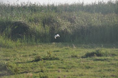Doğal ortamda güzel kuşlar Squacco Heron