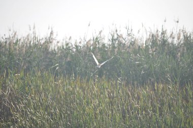 Doğal ortamda güzel kuşlar Squacco Heron
