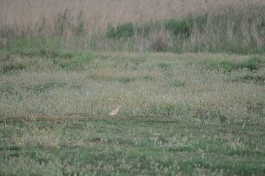 Doğal ortamda güzel kuşlar Squacco Heron