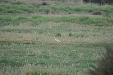 Doğal ortamda güzel kuşlar Squacco Heron