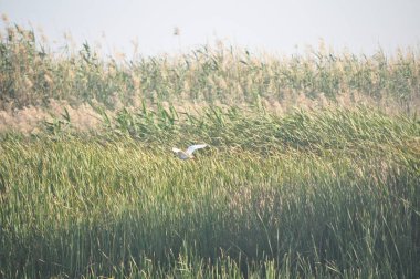 Doğal ortamda güzel kuşlar Squacco Heron