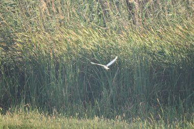 Doğal ortamda güzel kuşlar Squacco Heron