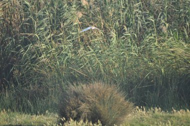 Doğal ortamda güzel kuşlar Squacco Heron