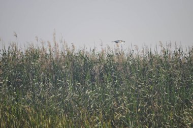 Doğal ortamda güzel kuşlar Squacco Heron
