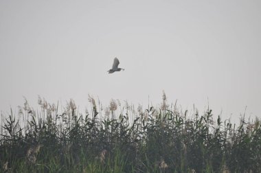 Doğal ortamda güzel kuşlar Squacco Heron