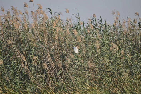 Belas Aves Squacco Heron Ambiente Natural — Fotografia de Stock