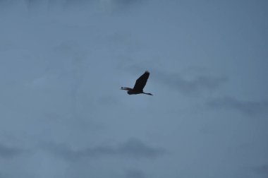 Doğal ortamda güzel kuşlar ardea purpurea