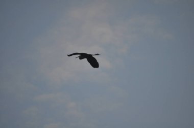 Doğal ortamda güzel kuşlar ardea purpurea