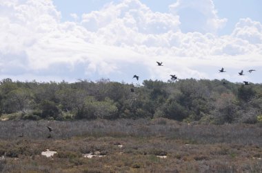 Doğal ortamda güzel kuşlar parlak aynak