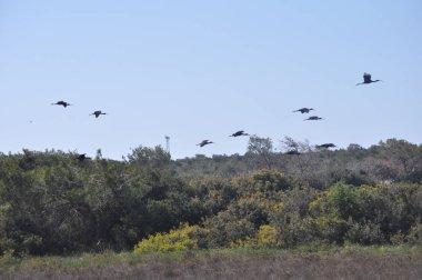 Doğal ortamda güzel kuşlar parlak aynak