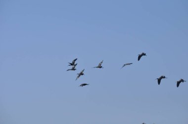 Doğal ortamda güzel kuşlar parlak aynak
